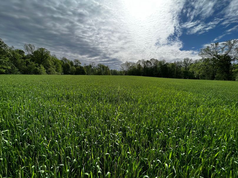 Wheat Field