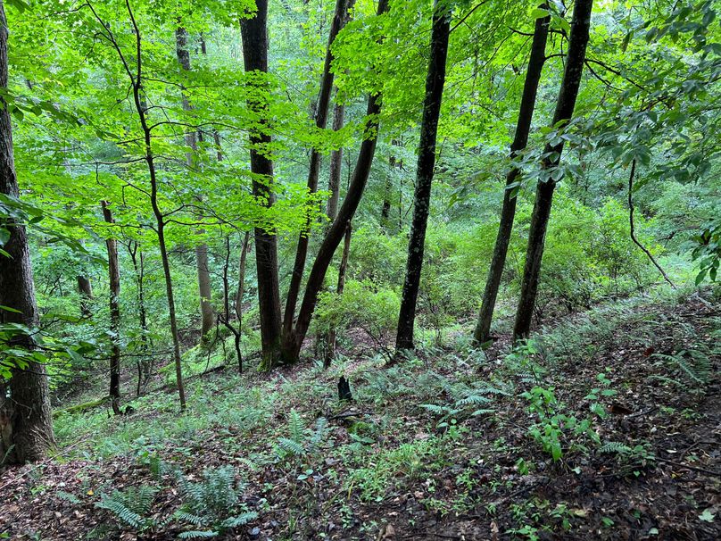 Wirt, WV 150.75 AC Tinnell-03