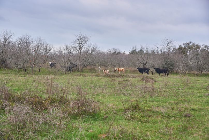 35 run cattle and hunt 