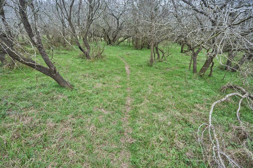 31 deer trails abound