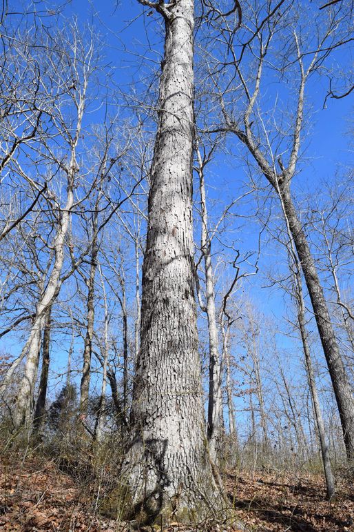 0050 mature white oak timber