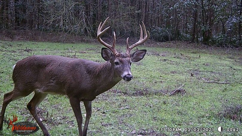 New trail cam pic 1-2