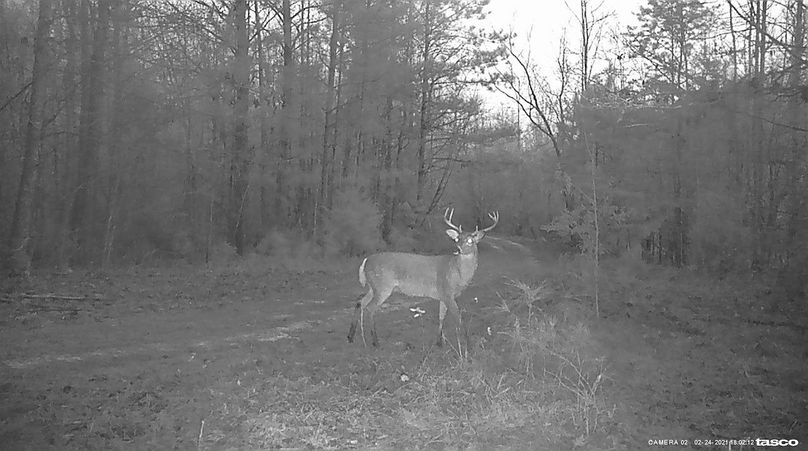 New trail cam pic 4