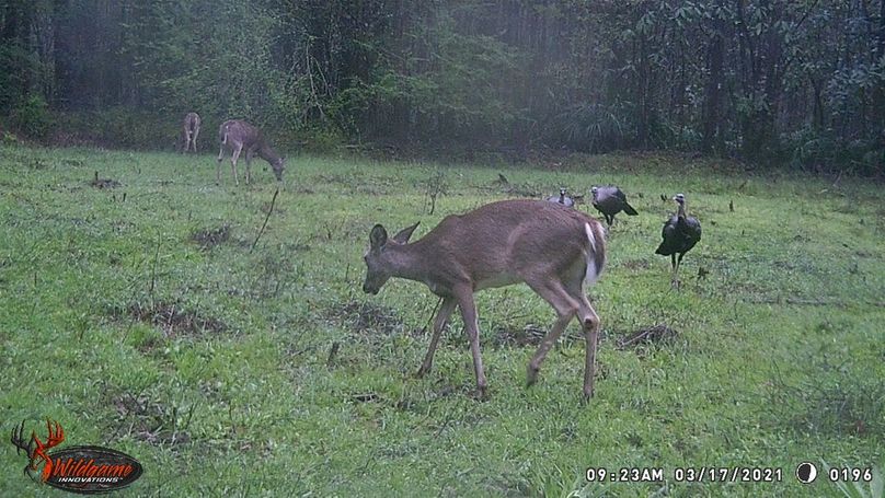 New trail cam pic 5