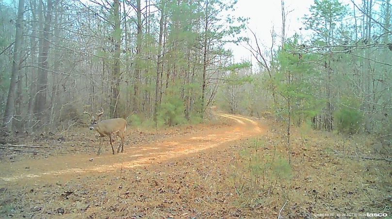 New trail cam pic 7