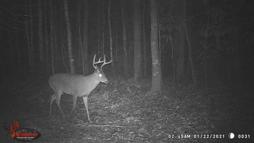 New trail cam pic 8