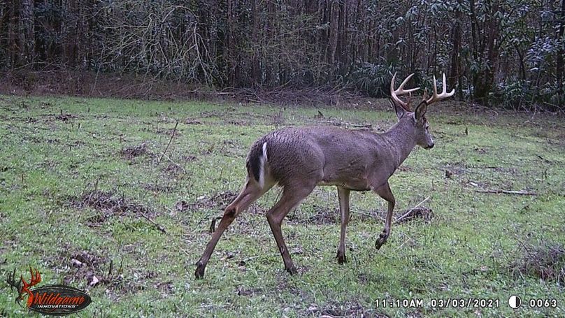 New trail cam pic 9