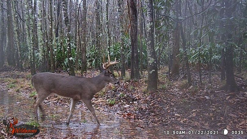 New trail cam pic 10