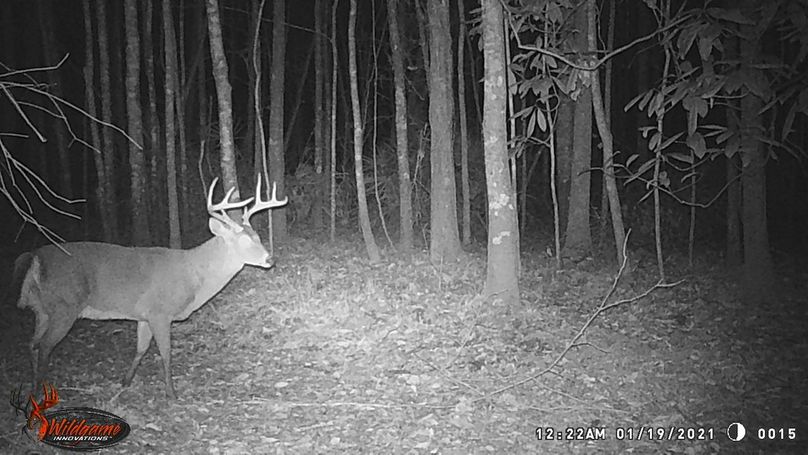 New trail cam pic 12