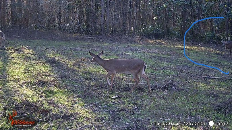 New trail cam pic 14