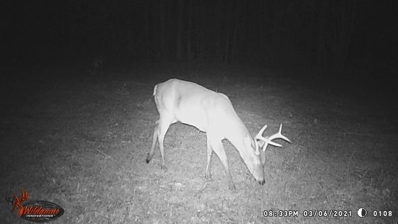 New trail cam pic 2