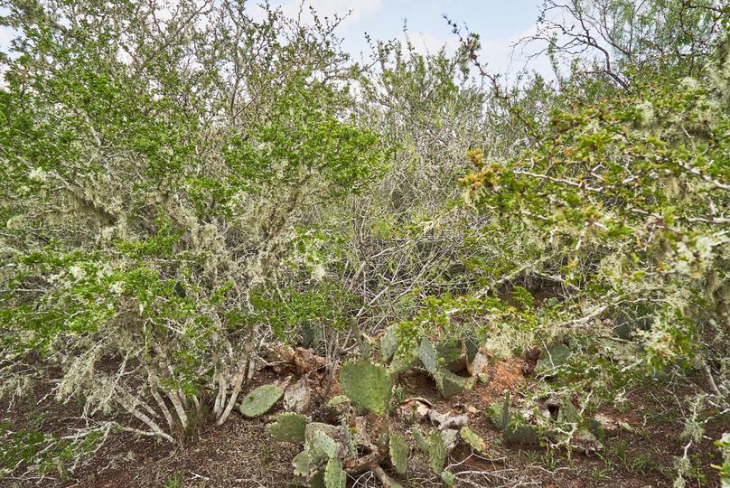 19 thick brush provides great forage