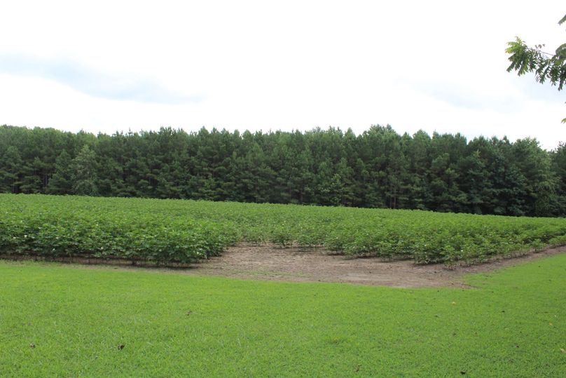 7 soybean field behind cabin