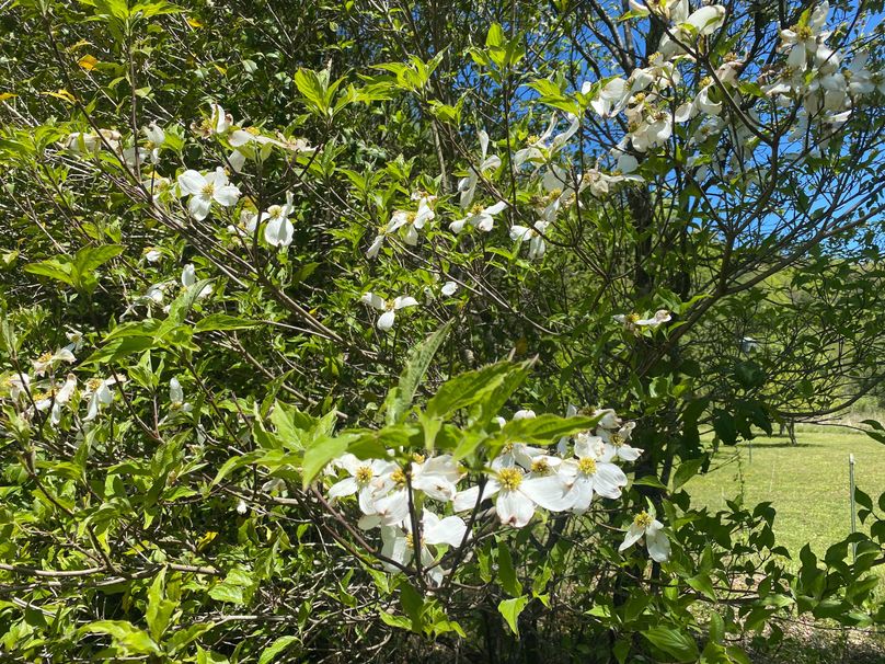 Graham 7.756 Barton-11