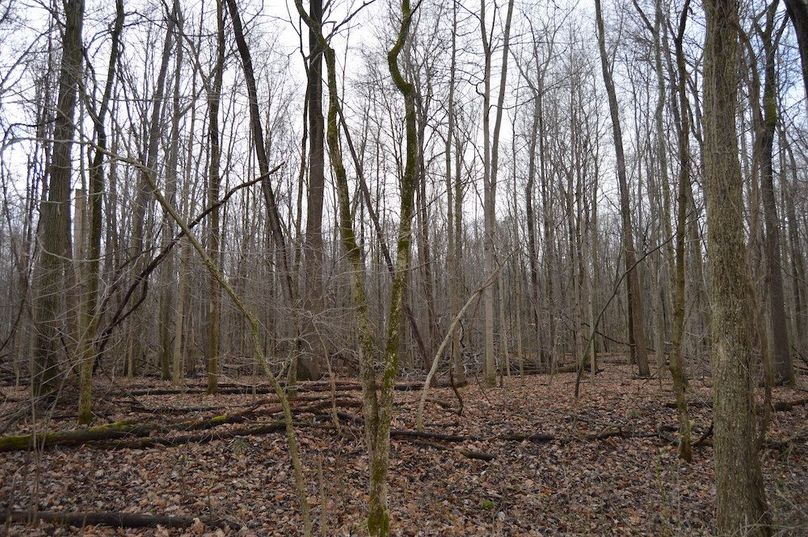 woods in back triangle