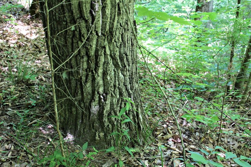 012 mature chestnut oak along the ridgetop of the eastern point