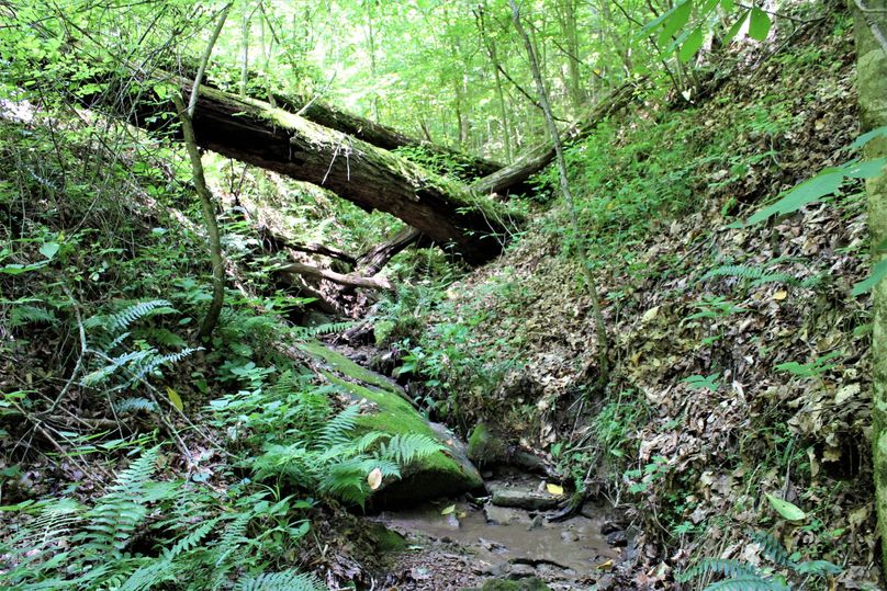 017 seasonal stream in the upper elevations in the feeder valleys