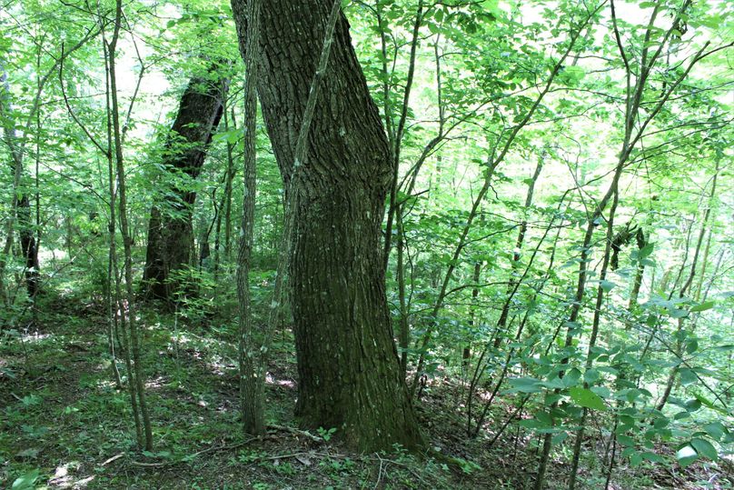 018 mature chestnut oaks along the eastern ridgetop point
