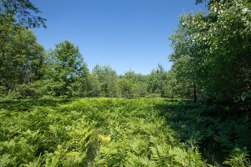 6 smaller openings could be perfect food plots