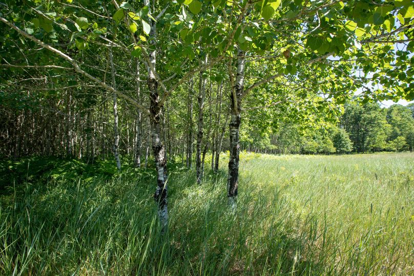8 young poplars along field edge are covered with rubs