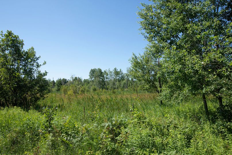9 marshy area in center of property