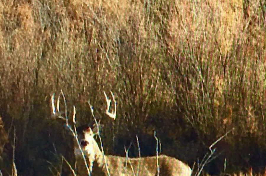 Tbones 
