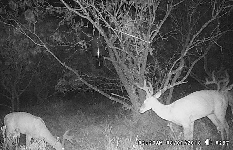 Game camera deer i