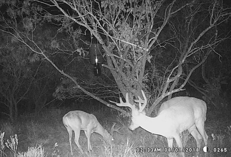 Game camera deer ii
