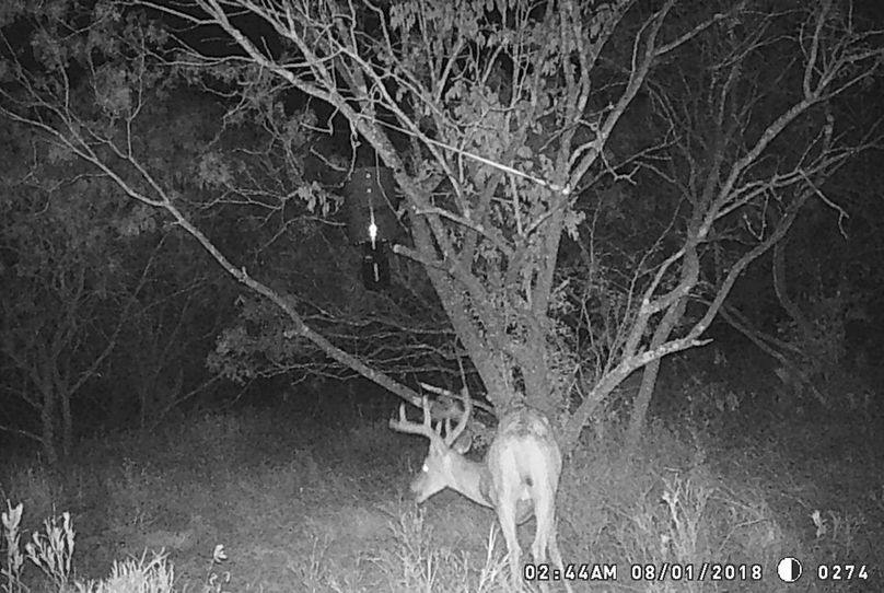 Game camera deer iii
