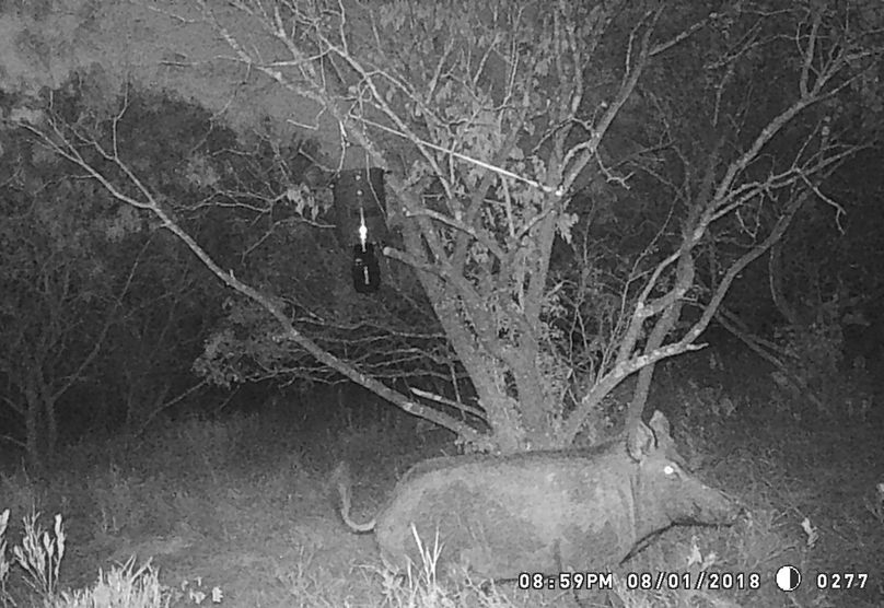 Game camera pig i