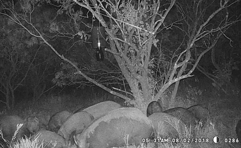 Game camera pig ii