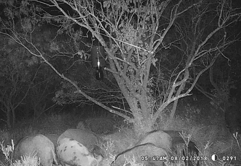 Game camera pig iii