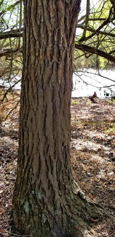 14. hog sign on tree