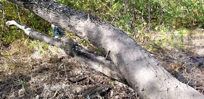 15.  hog sign on tree ii