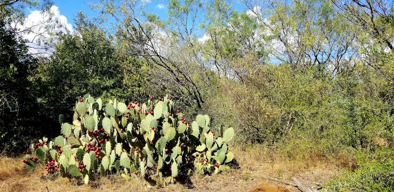 13. prickly pear