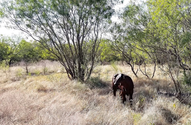 25. calf ii in shade