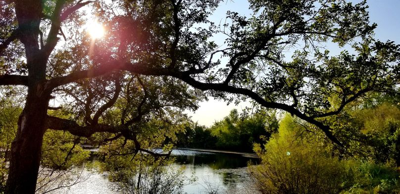 2. oak and pond near campsite