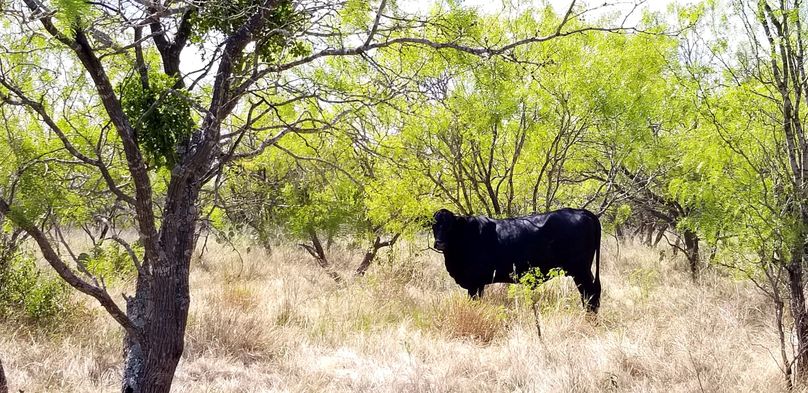 20. cattle in shade
