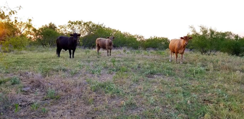6. cattle in open.  great build site