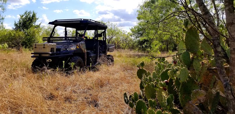 8. ranger near stand of oaks