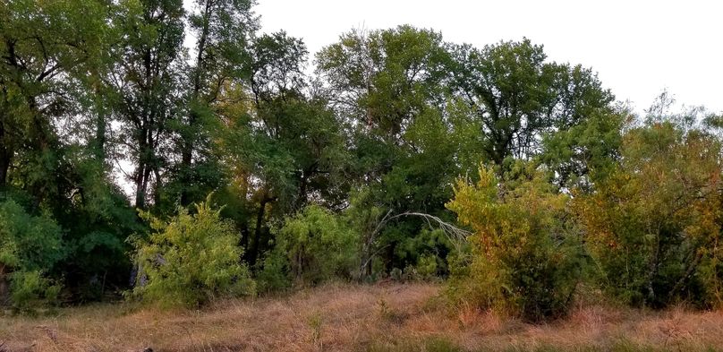 9. stands of oaks near back pond