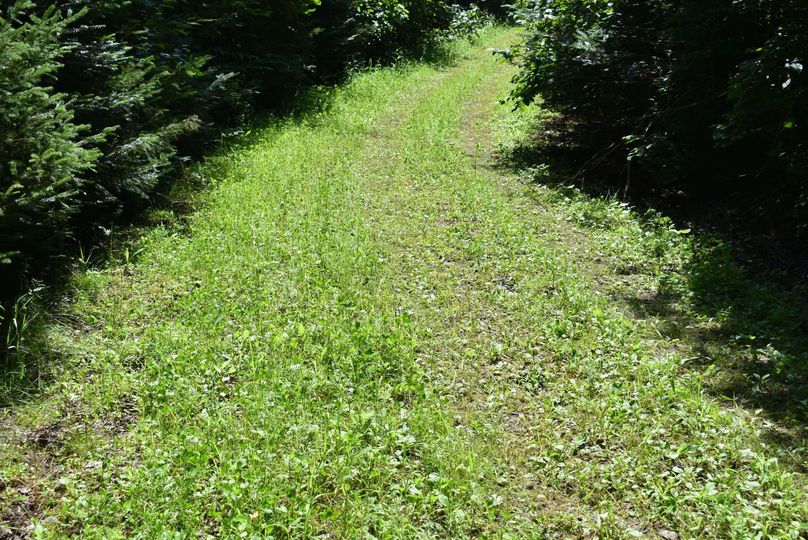 18 roads planted for deer and grouse-clover-2