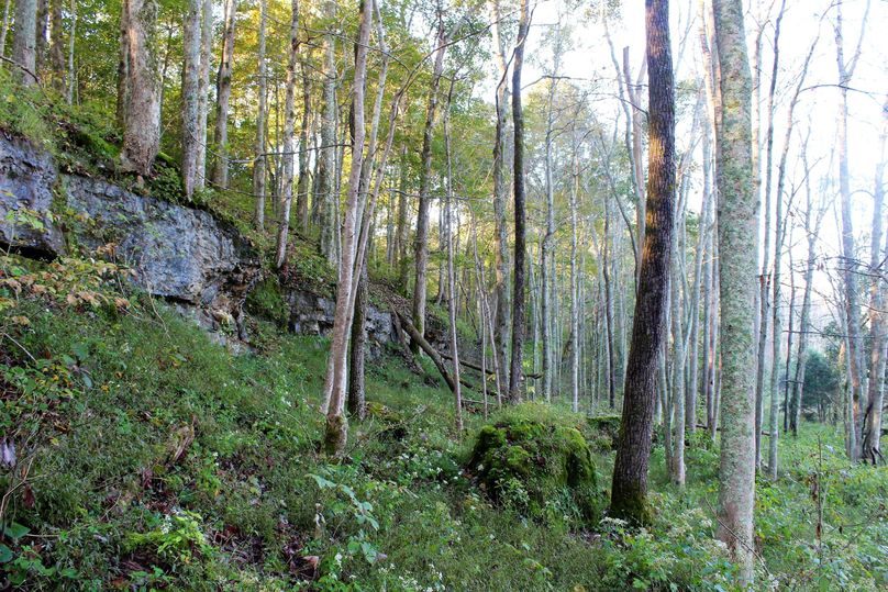 006 limestone rock cliffs along the west middle part of the property