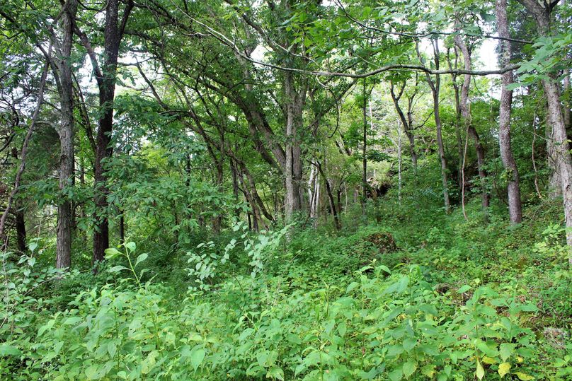 017 lush undergrowth excellent for bedding and browse just outside of the fields-2