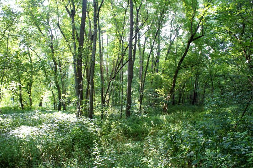 022 lush wooded river bottom flat-2