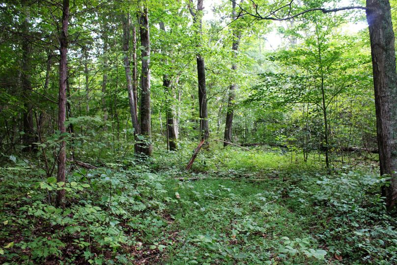 025 secondary ridgetop with oak hickory hardwoods-2