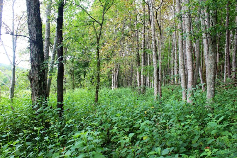 029 timbered edge just outside of the eastern fields-2