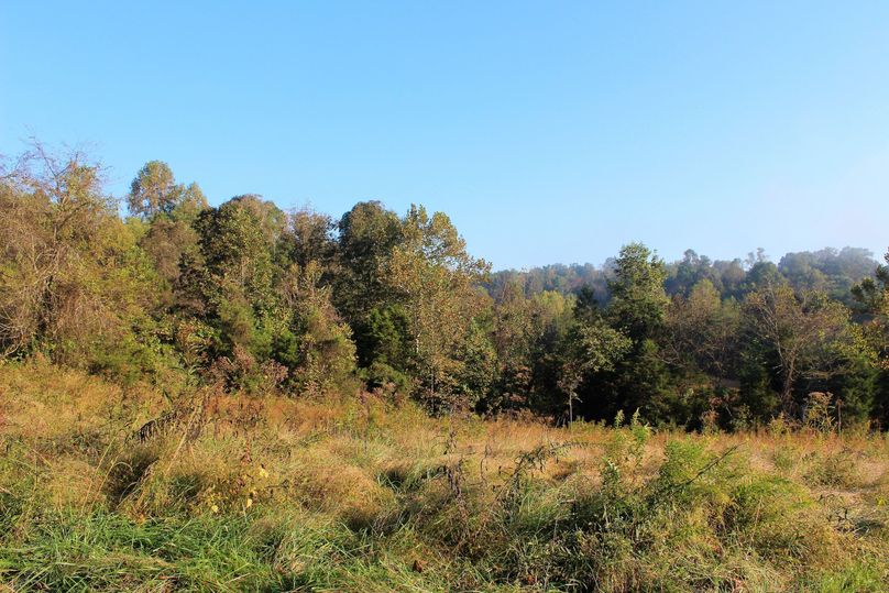 031 uncut field with natural forbes for wildlife cover and browse