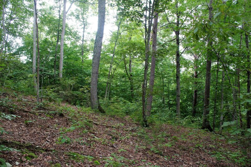 032 oak hickory hardwoods in the upper elevations of the property-2