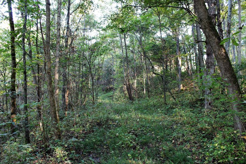 036 trail along the upper bench near the kentucky river